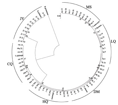 线粒体<i>CO</i>Ⅰ、<i>Cyt</i> b和16S rRNA基因在6种金枪鱼鉴定中的 